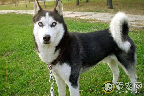 怎么给哈士奇狗狗梳毛