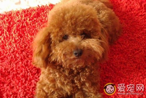 如何正确给泰迪梳毛