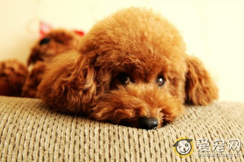 怎么给泰迪清理耳朵