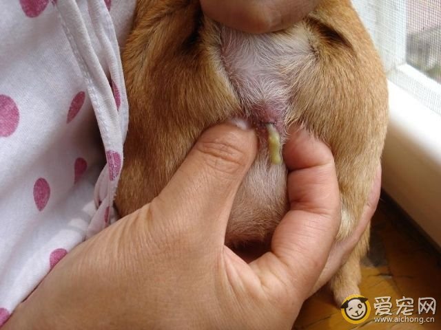 将尾巴掀起,以肛门为中心,垫上卫生纸或塑料袋,将拇指和食指置于两侧肿胀处 。