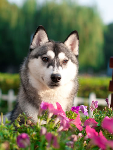 哈士奇洗澡用什么好