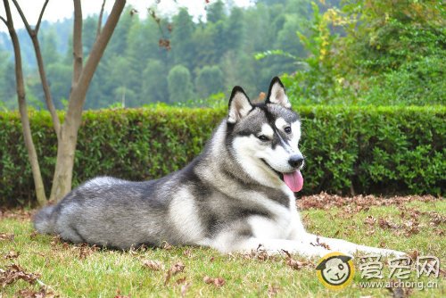 如何培育出优秀哈士奇幼犬