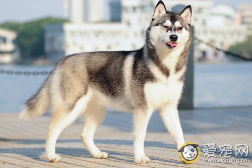 母哈士奇发情的行为和表现