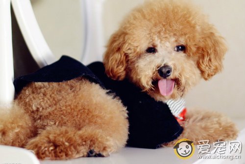 母泰迪什么时候适合交配