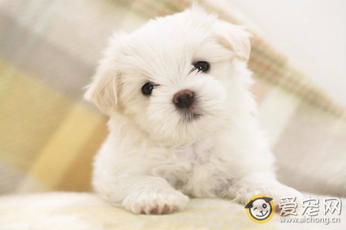 对狗毛过敏怎么办