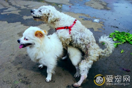 详解狗的交配全过程