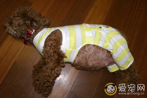 泰迪狗怀孕期要注意什么