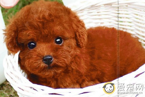 泰迪狗产前征兆有哪些