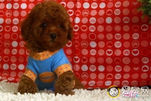 如何给泰迪母犬助产