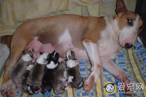 狗狗难产的症状