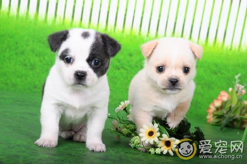 狗狗断奶前要注意什么