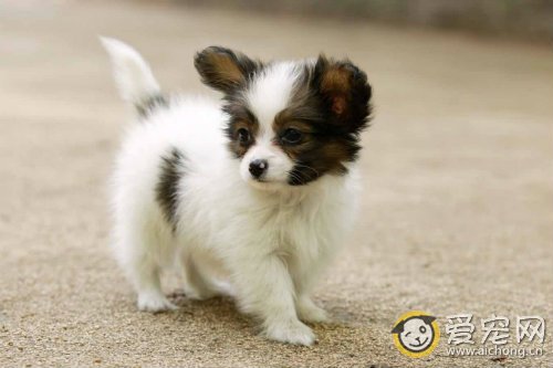 小狗多大断奶比较好