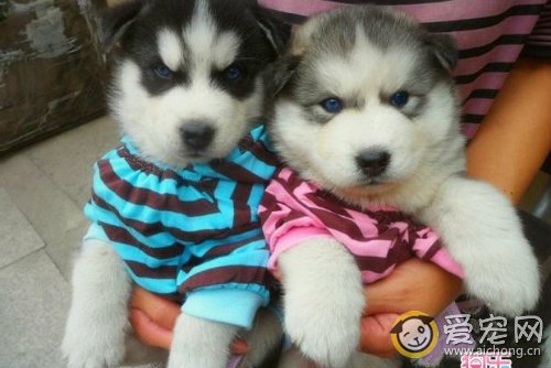 小哈士奇拉肚子的原因