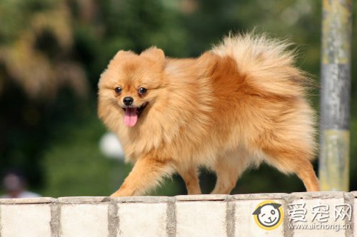 犬疫苗种类有哪些