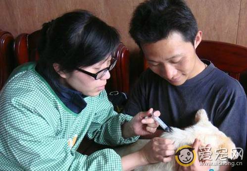 狗狗接种疫苗的注意事项