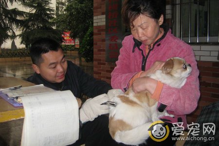 狗狗接种疫苗后的过敏反应