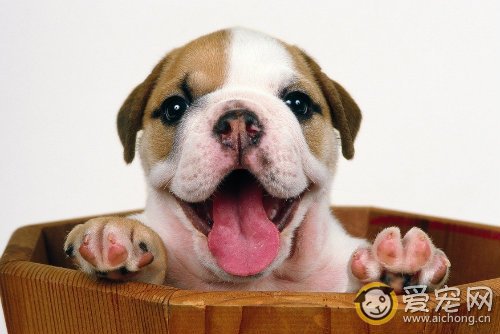 买宠物狗要注意什么