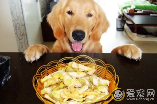 狗狗吃零食好吗 不可太多