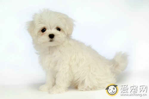 狗多久断奶比较合适