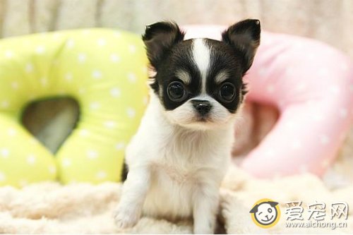 如何保持狗狗牙齿健康