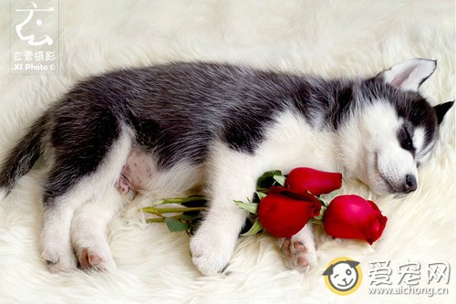 怎么喂养哈士奇