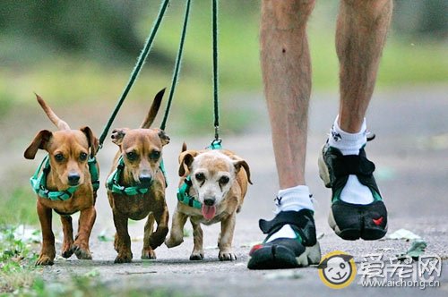 带狗狗散步有哪些好处