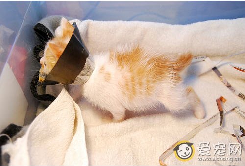 怎么给猫量体温