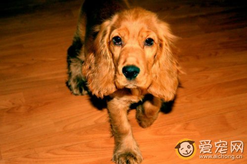 可卡吃什么狗粮好