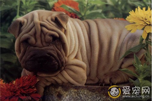 骨嘴沙皮狗图片及资料