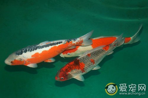 锦鲤鱼鳍上有白点的解决办法