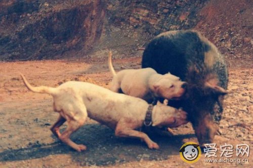 如何训练杜高打猎