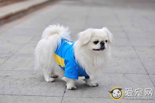 京巴狗怎么养 注意四个部位