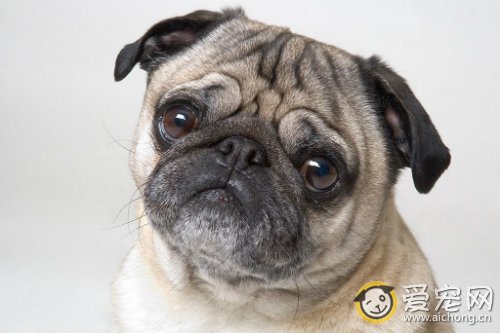 巴哥犬怎么养 注意三方面