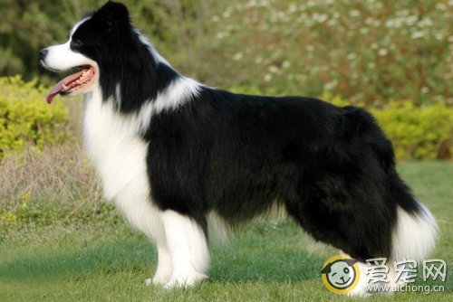 边境牧羊犬好养吗 网友的经验参