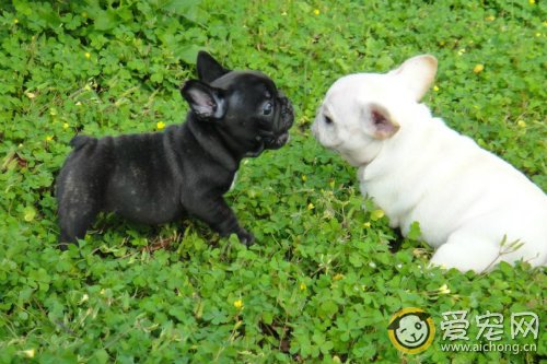 斗牛犬的性格特点