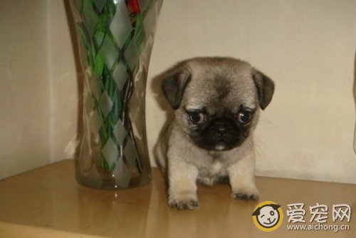 巴哥犬性格怎么样