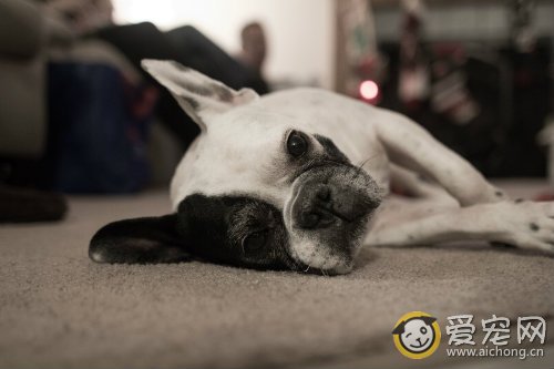 斗牛犬好养吗 斗牛犬怎么养