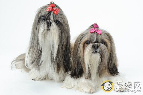 西施犬好养吗 西施犬怎么养