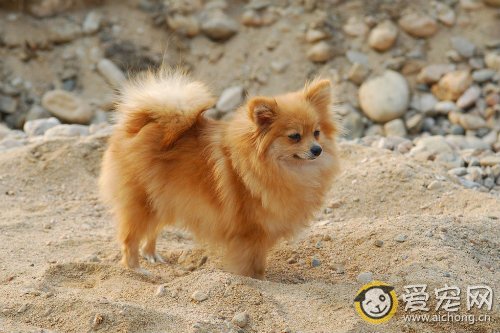 博美犬多少钱一只