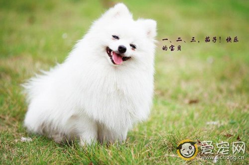 博美犬好养吗 新手必知