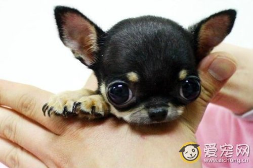 吉娃娃多少钱一只