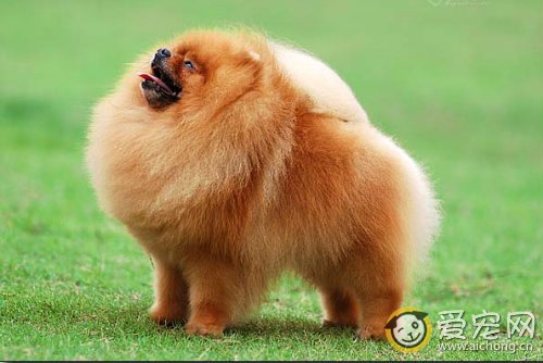 英式博美多少钱