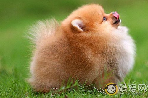 英系博美犬价格