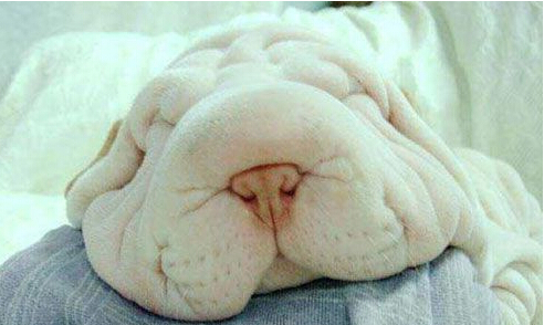 沙皮能长多大 外表忧郁实际性情好动