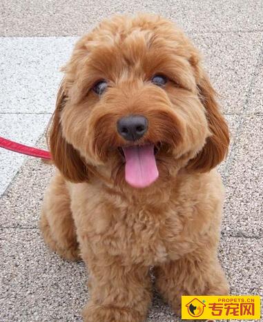 贵宾能长多大 贵宾有很多种体型标准不同