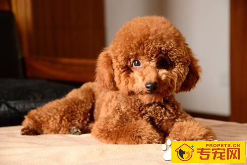 三个月的泰迪怎么养 养泰迪必须具备的条件