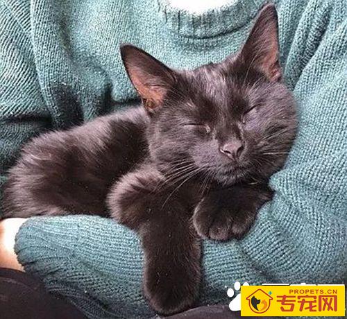 咬人的猫怎么治 对待咬人的猫咪纠正训练