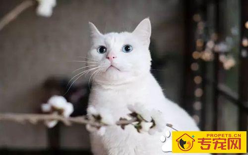 猫咪走丢了怎么办 让猫咪走失了自己回家的技巧与注意事项