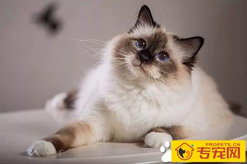 咬人的猫怎么治 对待咬人的猫咪纠正训练