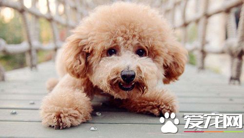 三个月的泰迪怎么养 养泰迪必须具备的条件